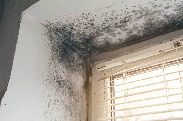 Affordable Mold Cleanup solutions in Edison, GA